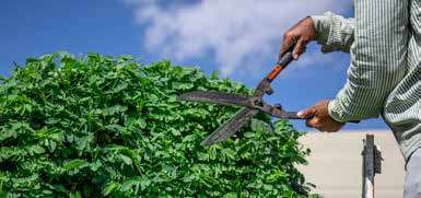 Close-up of hedge shears trimming a green hedge