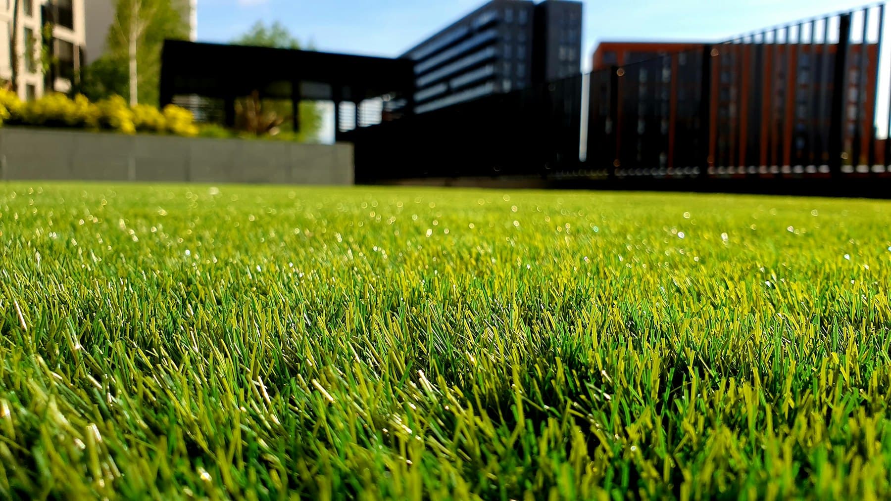 A healthy, freshly mown green lawn